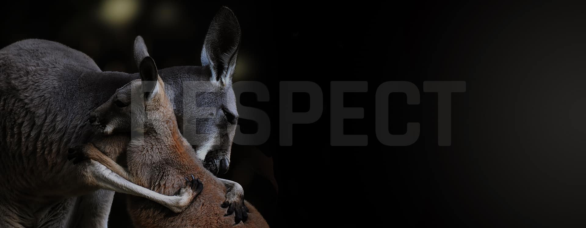 kangaroo respect life virus power racing suit